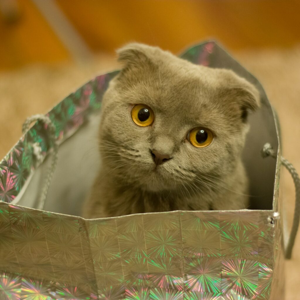 About Rose Cottage Farm Kennels